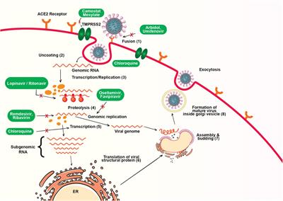 Frontiers | Combating The Pandemic COVID-19: Clinical Trials, Therapies ...